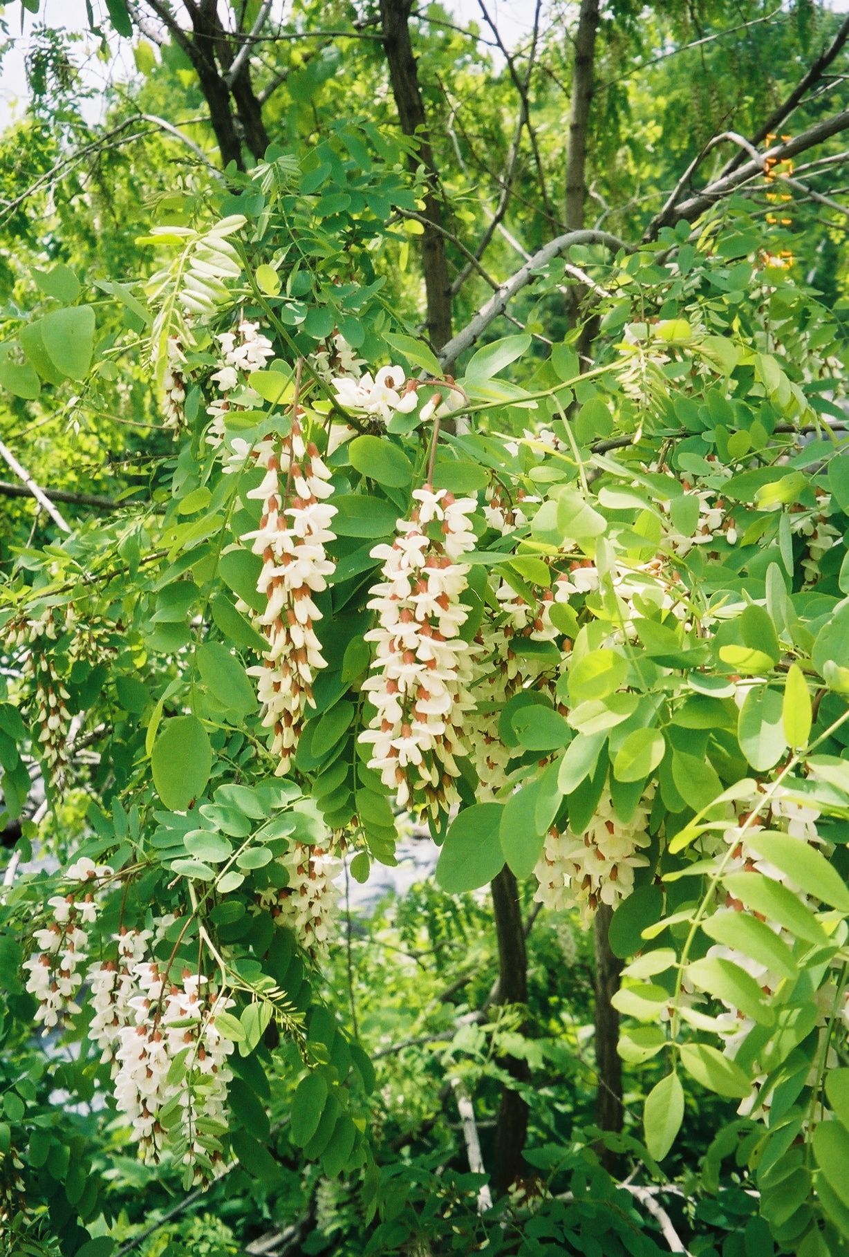 spring locust in bloom